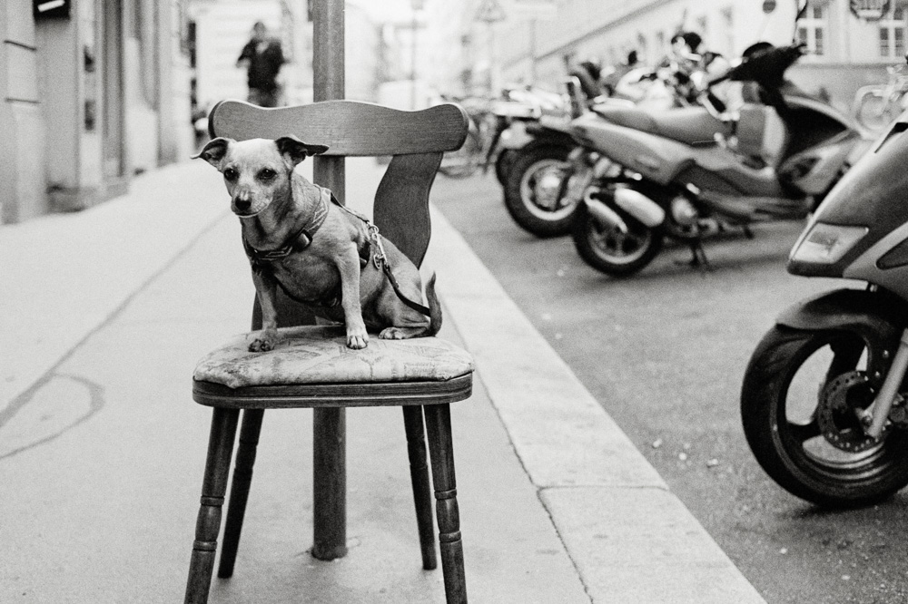 A black and white photo of a small dog wearing a harness, sitting attentively on a wooden chair on a city sidewalk. Parked scooters and a blurred pedestrian are visible in the background.