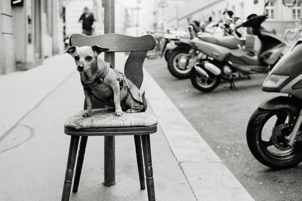 A black and white photo of a small dog wearing a harness, sitting upright on a wooden chair on a city sidewalk. Parked scooters and a blurred pedestrian are visible in the background.